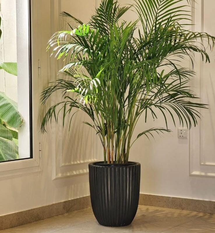 Indoor Plants